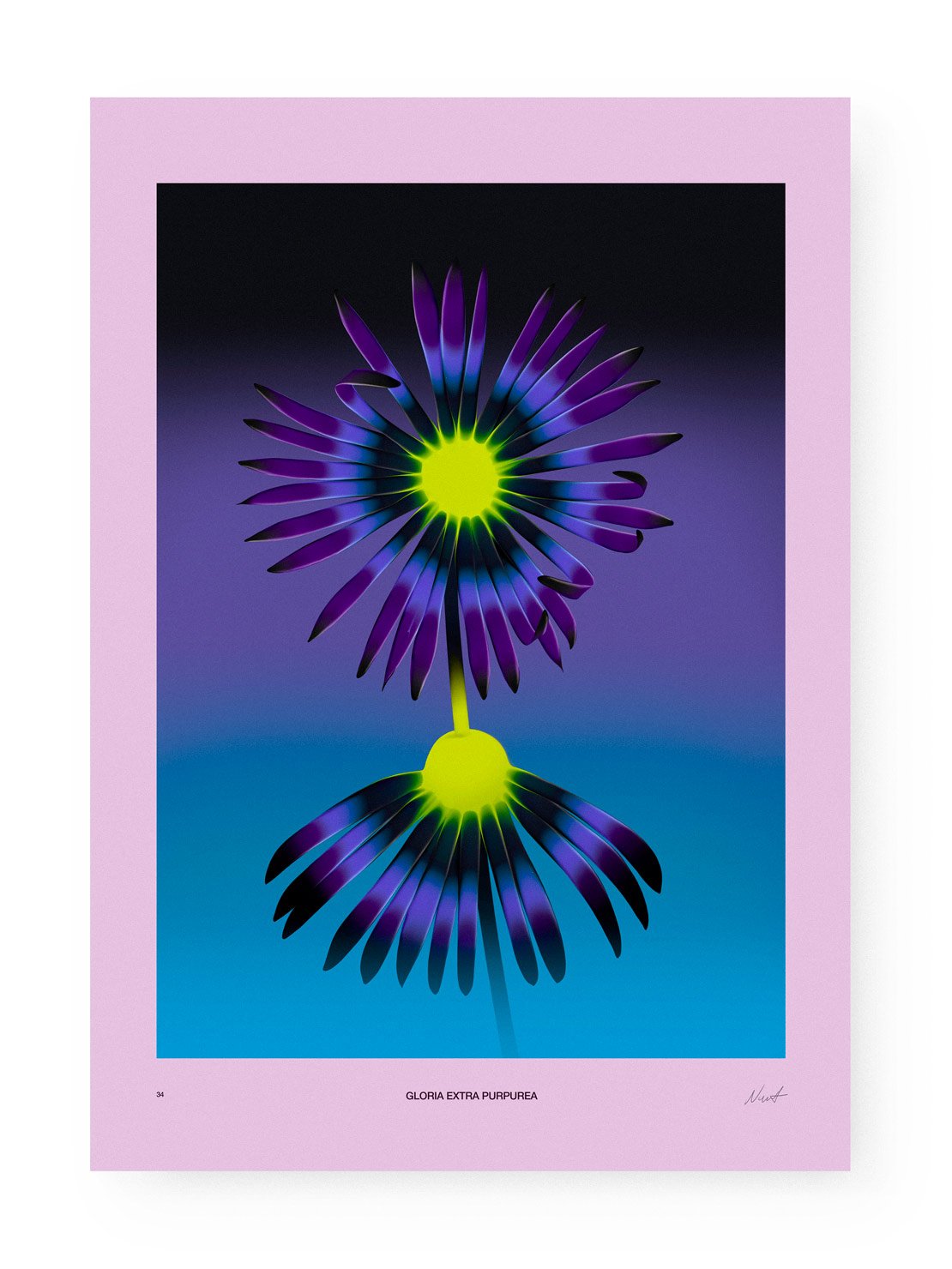 Image of Weird Flowers - Gloria Extra Purpurea