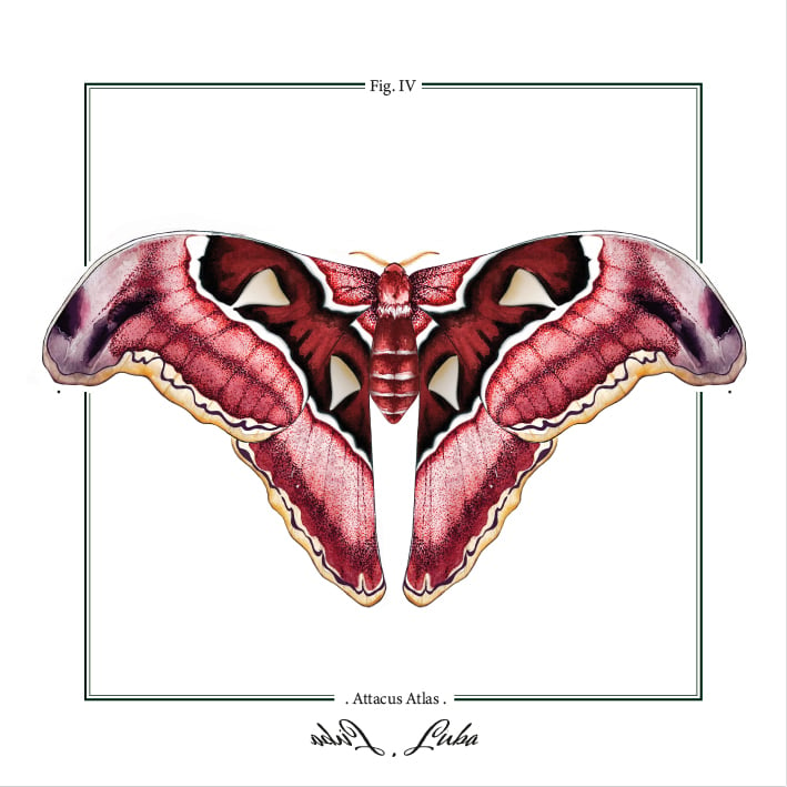 . Attacus Atlas.