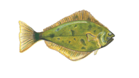 Image 2 of Halibut Print