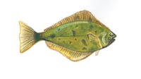 Image 1 of Halibut Print