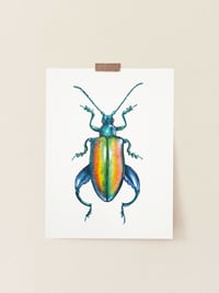 Image 2 of Frog legged Beetle Watercolor PRINT 