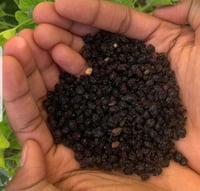 Image 1 of Elderberries 