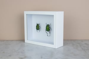 Image of CHRYSOPHORA CHRYSOCHLORA - PAIR