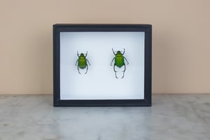 Image of CHRYSOPHORA CHRYSOCHLORA - PAIR