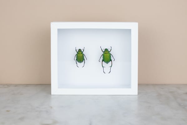 Image of CHRYSOPHORA CHRYSOCHLORA - PAIR 