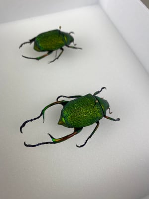 Image of CHRYSOPHORA CHRYSOCHLORA - PAIR