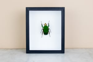 Image of CHELORRHINA POLYPHEMUS