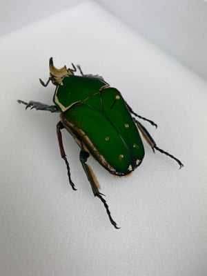 Image of CHELORRHINA POLYPHEMUS