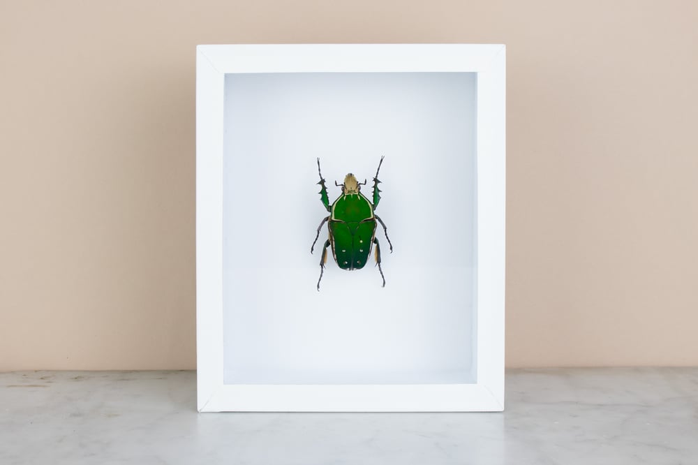 Image of CHELORRHINA POLYPHEMUS