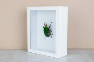 Image of CHELORRHINA POLYPHEMUS