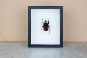 Image of CHELORRHINA POLYPHEMUS - RED