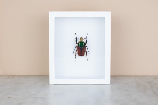Image of CHELORRHINA POLYPHEMUS - RED
