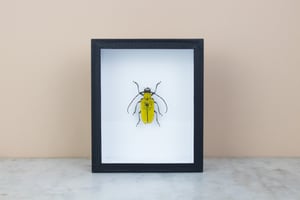 Image of BIG LONGHORN BEETLE - CELOSTERNA POLLINOSA