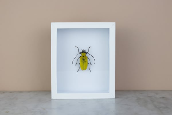 Image of BIG LONGHORN BEETLE - CELOSTERNA POLLINOSA
