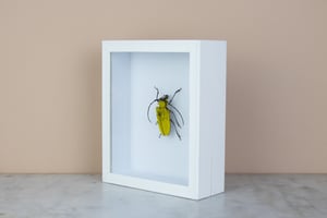 Image of BIG LONGHORN BEETLE - CELOSTERNA POLLINOSA