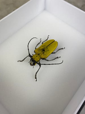 Image of BIG LONGHORN BEETLE - CELOSTERNA POLLINOSA