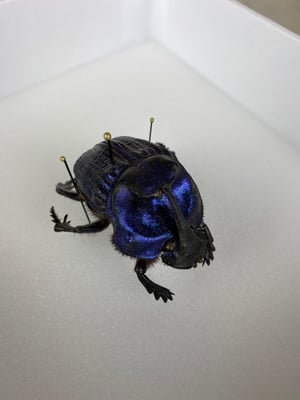 Image of BIG BLUE GEOTRUPIDAE
