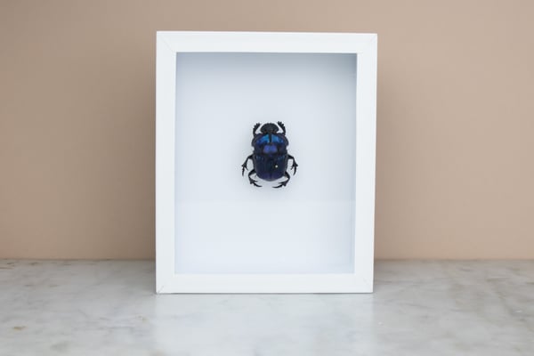Image of BIG BLUE GEOTRUPIDAE 