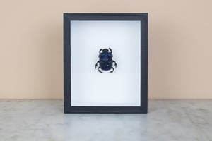 Image of BIG BLUE GEOTRUPIDAE