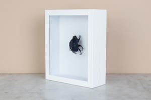 Image of BIG BLUE GEOTRUPIDAE