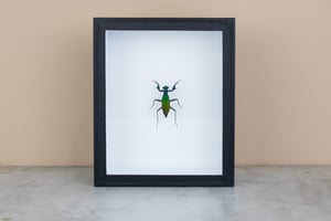 Image of METALLIC PRAYING MANTIS