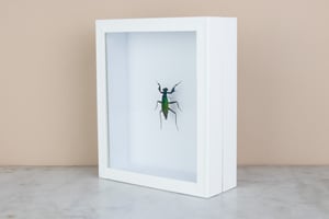 Image of METALLIC PRAYING MANTIS