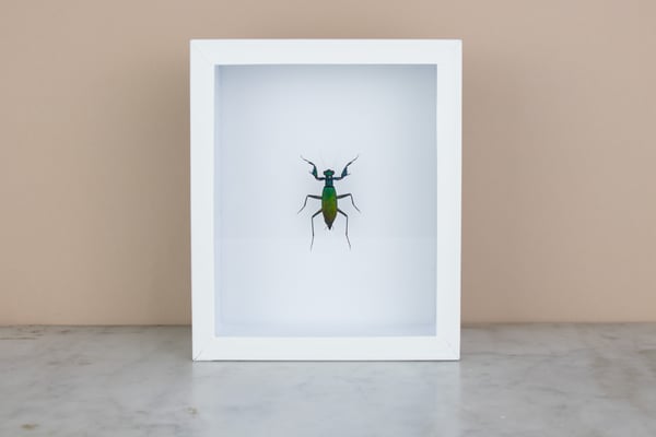 Image of METALLIC PRAYING MANTIS 