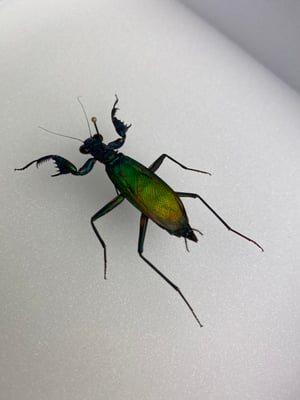 Image of METALLIC PRAYING MANTIS