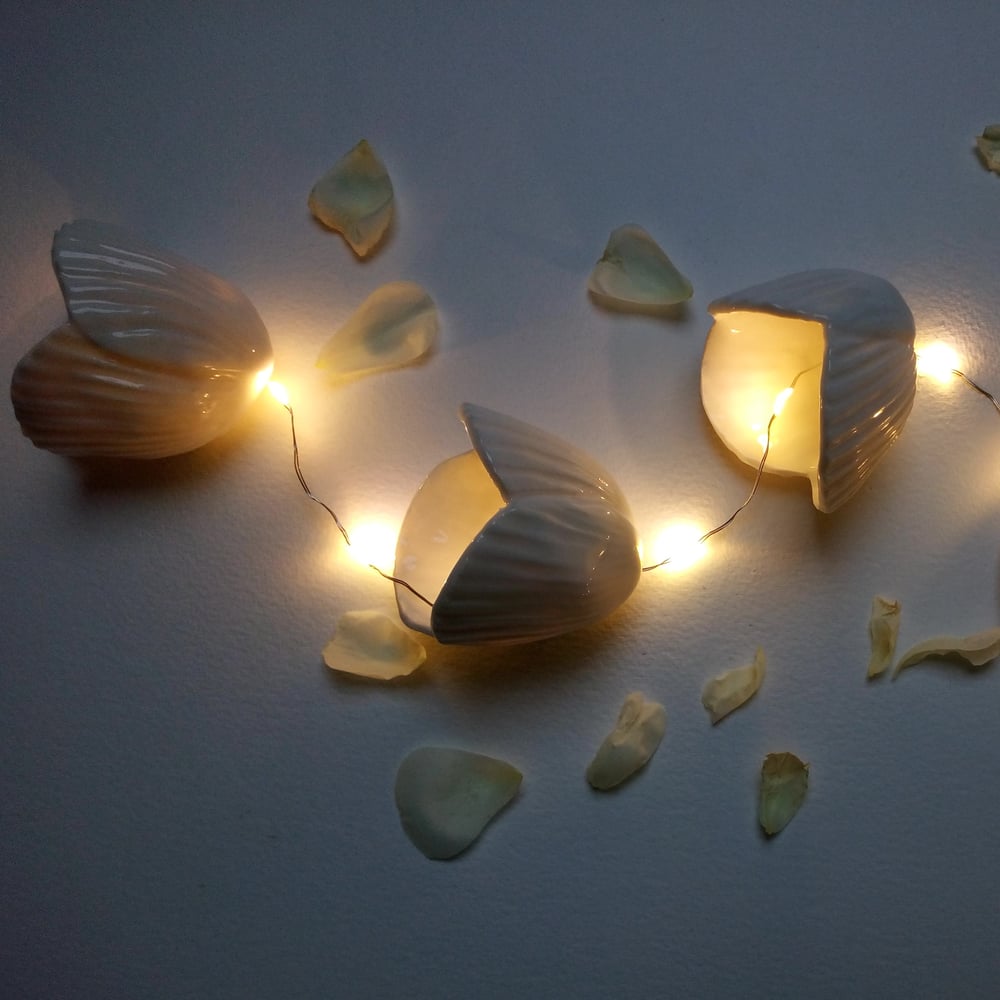 Image of [Coquillages] x [Guirlande]