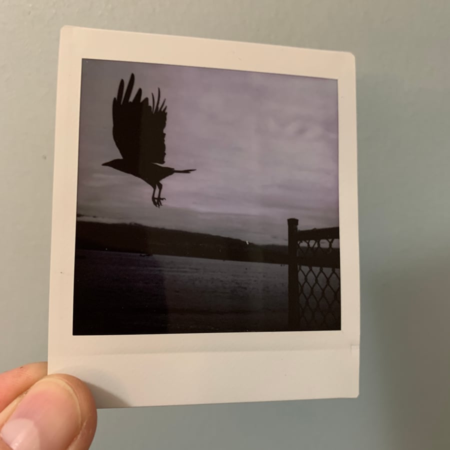 Image of Fence Flight, mini print