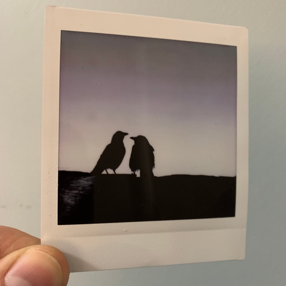 Image of Kissing Crows, mini print
