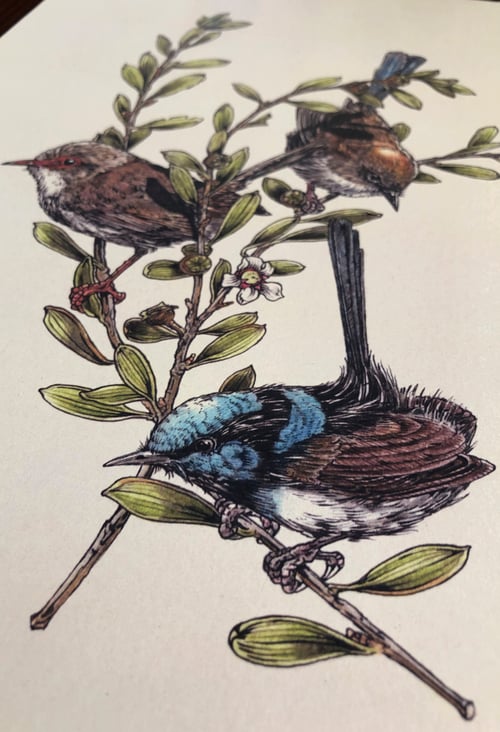 Image of Superb Fairy-wren (Malurus cyaneus).