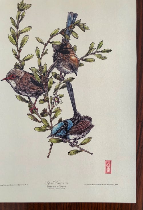 Image of Superb Fairy-wren (Malurus cyaneus).