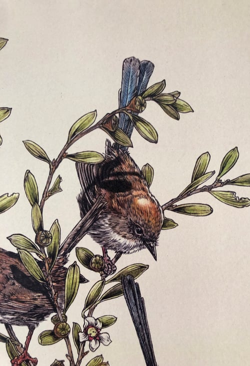 Image of Superb Fairy-wren (Malurus cyaneus).