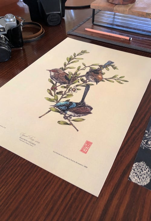 Image of Superb Fairy-wren (Malurus cyaneus).