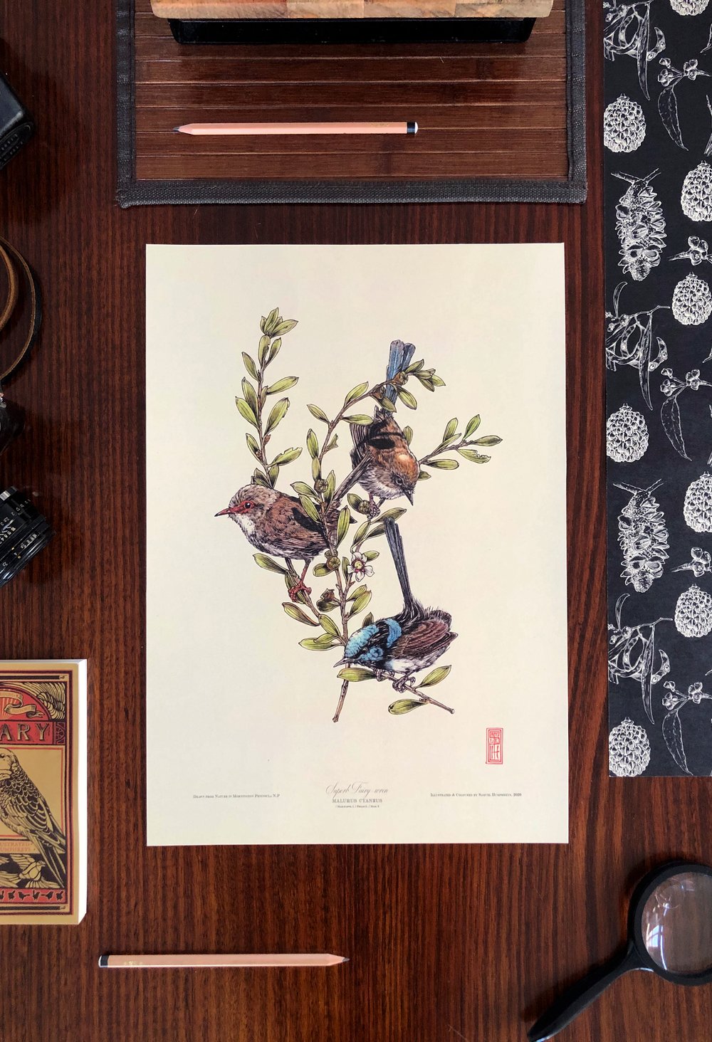 Image of Superb Fairy-wren (Malurus cyaneus).