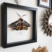 Image 1 of Ornate Tiger Moth