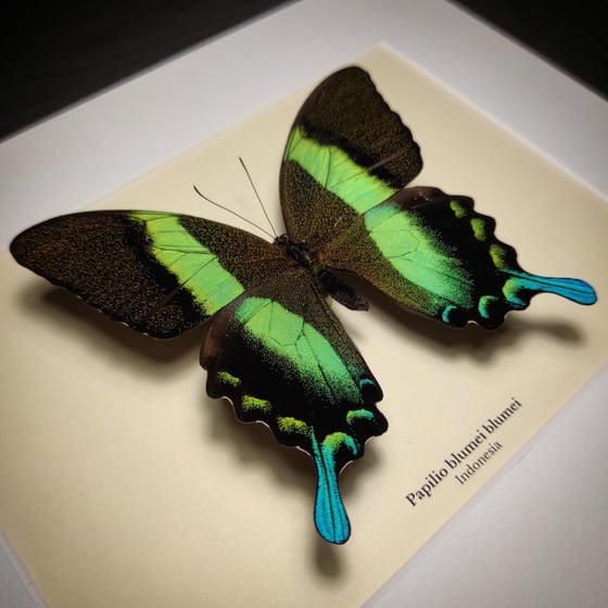 Image of Papilio blumei blumei