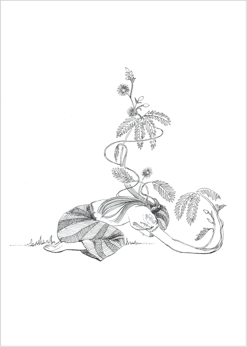 makahiya plant drawing