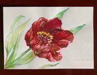 Image 2 of Red Tulip 