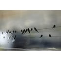 Original Canvas - Storm Swallows - 36" x 36"