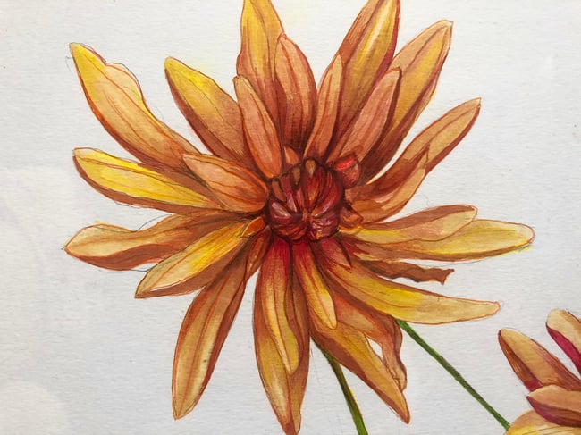 Orange & Magenta Dahlias