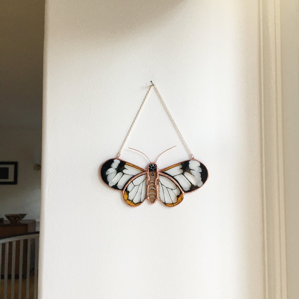 Image of Ghostwing Butterfly