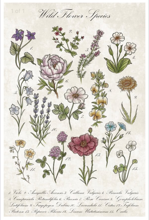Image of Wild flower species print