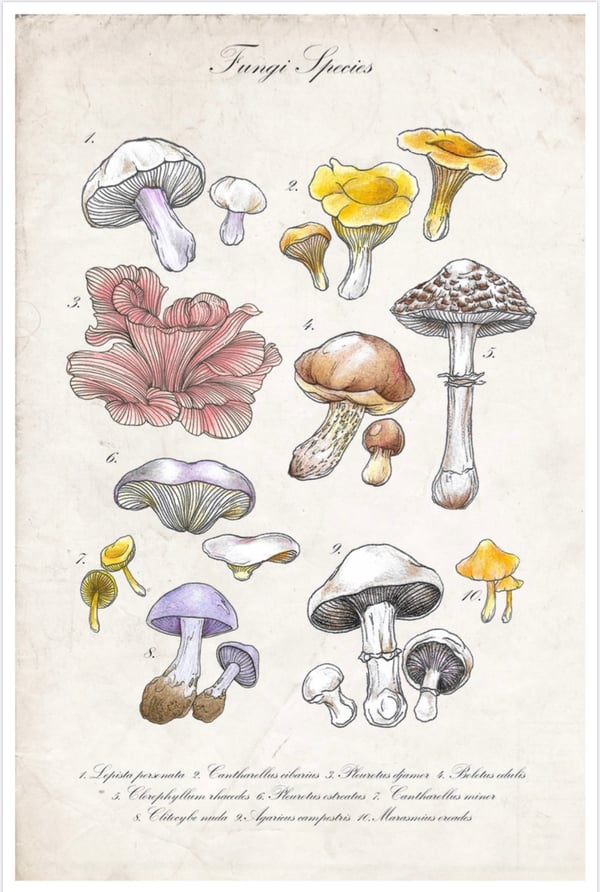 Image of Fungi species print