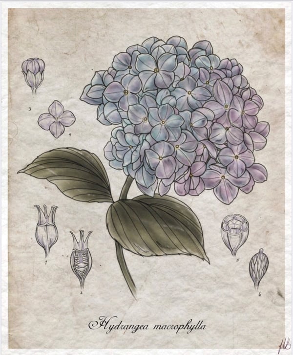 Image of Hydrangea 