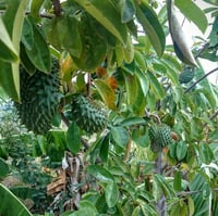 Image 2 of Pure Organic Soursop Tea