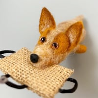 Image 2 of Australian Cattle Dog "Red heeler“