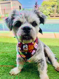 Image 3 of Alcohol Pet Bandana