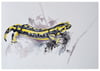 Salamandre / 30 cm x 40 cm
